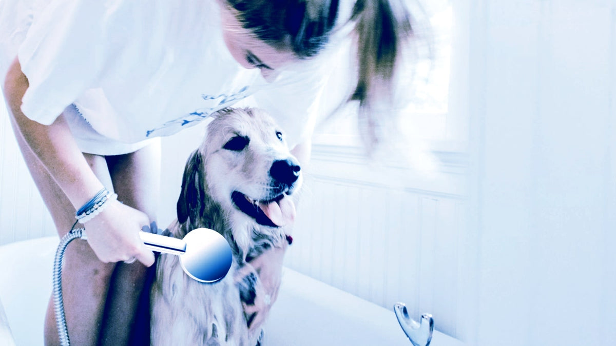 Chien douché avec un jet doux